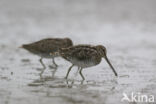 Common Snipe (Gallinago gallinago)