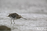 Common Snipe (Gallinago gallinago)