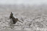 Common Snipe (Gallinago gallinago)