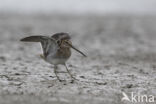 Watersnip (Gallinago gallinago)