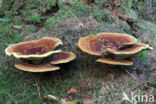 Dyer s mazegill (Phaeolus schweinitzii)