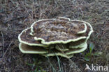 Dyer s mazegill (Phaeolus schweinitzii)