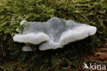 blue cheese polypore (Oligoporus caesius)