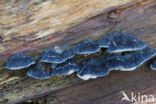 Blauwe kaaszwam (Oligoporus caesius)