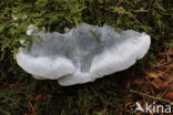 blue cheese polypore (Oligoporus caesius)