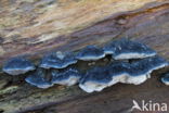 Blauwe kaaszwam (Oligoporus caesius)