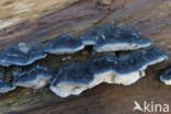 Blauwe kaaszwam (Oligoporus caesius)