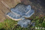 blue cheese polypore (Oligoporus caesius)