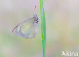 Veenluzernevlinder (Colias palaeno)