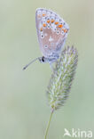 Vals bruin blauwtje (Aricia artaxerxes)