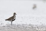 Golden Plover (Pluvialis apricaria)