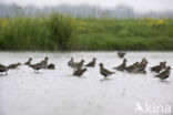 Goudplevier (Pluvialis apricaria)