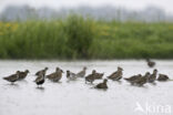 Golden Plover (Pluvialis apricaria)