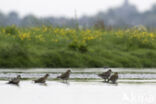 Goudplevier (Pluvialis apricaria)