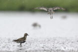 Goudplevier (Pluvialis apricaria)