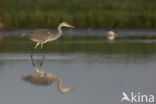 Blauwe Reiger (Ardea cinerea)