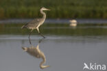 Grey Heron (Ardea cinerea)