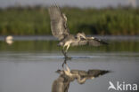 Blauwe Reiger (Ardea cinerea)