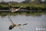 Blauwe Reiger (Ardea cinerea)