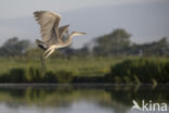 Blauwe Reiger (Ardea cinerea)