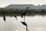 Blauwe Reiger (Ardea cinerea)