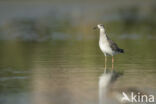 Ruff (Philomachus pugnax)