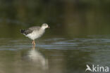 Ruff (Philomachus pugnax)