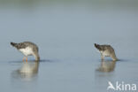 Ruff (Philomachus pugnax)