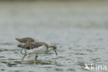 Ruff (Philomachus pugnax)