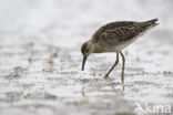 Ruff (Philomachus pugnax)