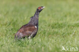 Eurasian Capercaillie (Tetrao urogallus)