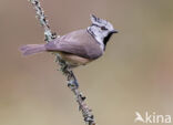 Kuifmees (Parus cristatus)