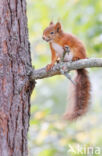 Red Squirrel (Sciurus vulgaris)