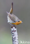 European Robin (Erithacus rubecula)