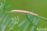 Bruine daguil (Euclidia glyphica)