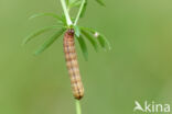 Haarbos (Ochropleura plecta)