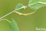 Marmerspanner (Ecliptopera silaceata)