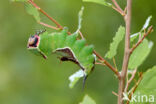 Hermelijnvlinder (Cerura vinula)