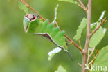 Hermelijnvlinder (Cerura vinula)