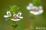 Stijve ogentroost (Euphrasia stricta)