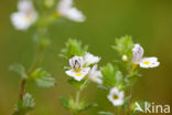 Stijve ogentroost (Euphrasia stricta)