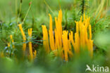 Yellow turning fork (Calocera viscosa)