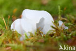 Jelly Tooth (Pseudohydnum gelatinosum)