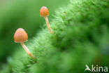 Honinggeel mosklokje (Galerina pumila)