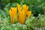 Yellow turning fork (Calocera viscosa)