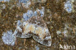 Common Marbled Carpet (Chloroclysta truncata)