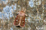 Antler Moth (Cerapteryx graminis)