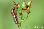 Gevlamde uil (Actinotia polyodon)