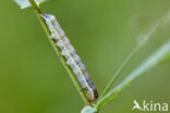 Cabbage moth (Mamestra brassicae)