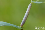 Cabbage moth (Mamestra brassicae)